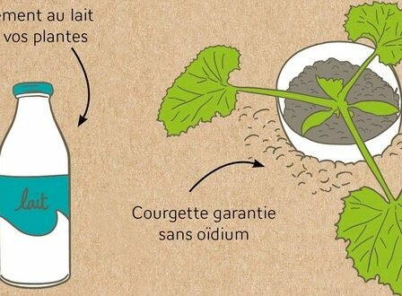 du lait pour mes courgettes