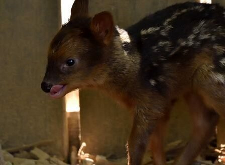 pudu des Andes