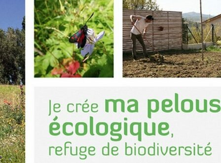 je cree ma pelouse ecologique refuge de biodiversite