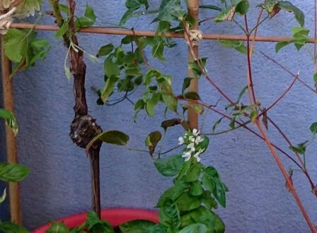 DIY créer un treillage pour les plantes grimpantes