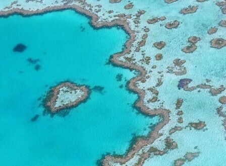 La Grande Barrière de corail menacée